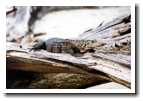 [img27_iguana.jpg]