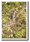 [img41_bird.jpg]