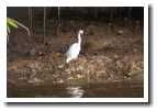 [img42_bird.jpg]