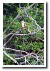 [img44_hawk.jpg]