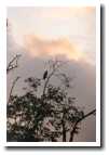 [img45_hawk.jpg]