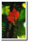 [img50_flower.jpg]