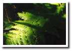 [img51_fern.jpg]