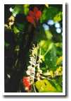 [img52_flower.jpg]