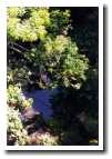 [img55_rain_forrest.jpg]