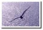 [gull1.jpg]