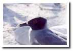[gull2.jpg]