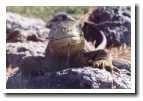 [iguana1.jpg]