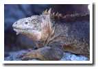[iguana2.jpg]