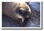 [sealion1.jpg]