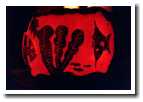 [pumpkin1.jpg]