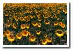 [sunflowers.jpg]