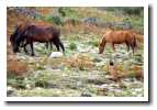 [wild_horses.jpg]