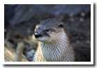 [otter_1.jpg]
