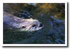 [otter_2.jpg]