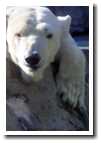 [polar_1.jpg]
