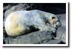 [polar_2.jpg]
