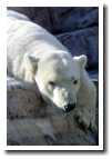 [polar_3.jpg]