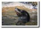 [sealion_swimming.jpg]