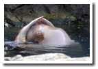 [walrus_2.jpg]