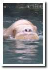 [walrus_3.jpg]