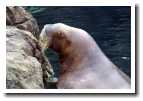[walrus_4.jpg]